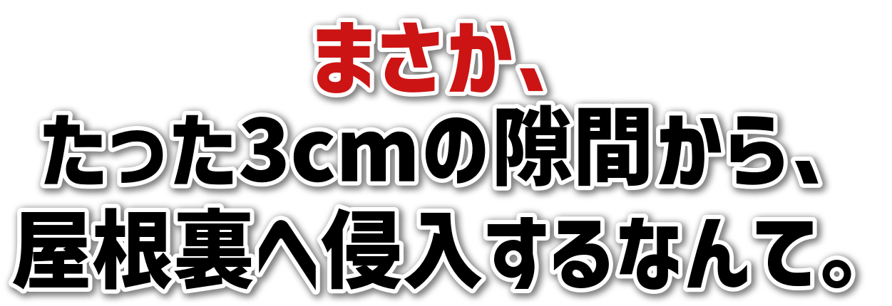 ܂A<br>3cm̌ԂA<br>֐NȂāB