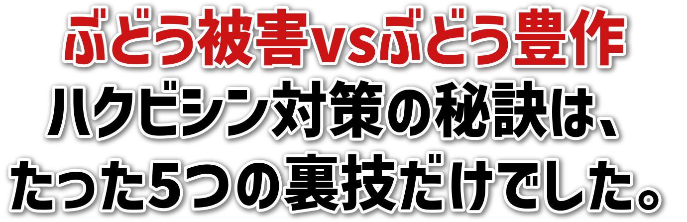 ԂǂQvsԂǂL<br>nNrV΍̔錍́A<br>5̗ZłB
